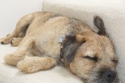 Dexter-Border-Terrier-Upcycled-Furniture-Junk-Gypsies